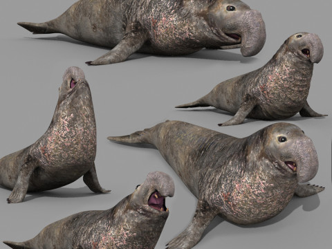 Sea Elephant Seal - 8K 3d animated Modelo 3D