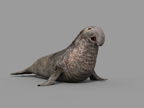 Sea Elephant Seal - 8K 3d animated 3D-Modell
