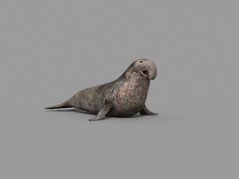 Sea Elephant Seal - 8K 3d animated 3D-Modell