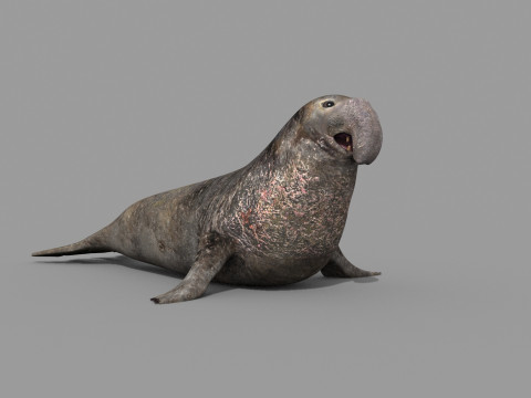 Sea Elephant Seal - 8K 3d animated 3D-Modell