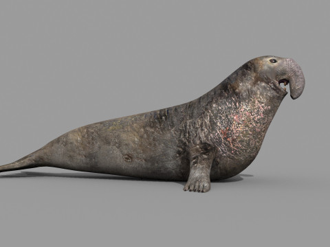 Sea Elephant Seal - 8K 3d animated 3D-Modell
