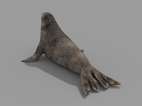 Sea Elephant Seal - 8K 3d animated 3D-Modell