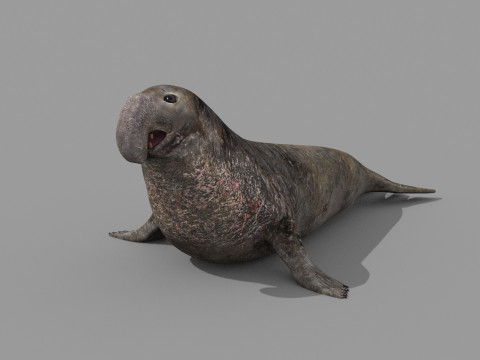 Sea Elephant Seal - 8K 3d animated 3D-Modell