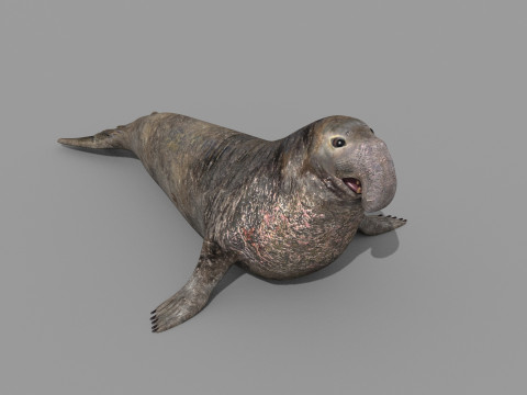 Sea Elephant Seal - 8K 3d animated 3D-Modell