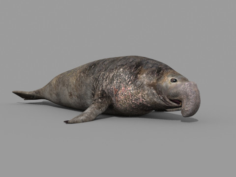 Sea Elephant Seal - 8K 3d animated 3D-Modell