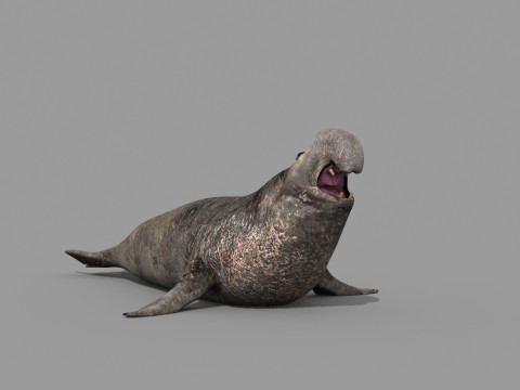 Sea Elephant Seal - 8K 3d animated 3D-Modell