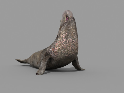 Sea Elephant Seal - 8K 3d animated 3D-Modell