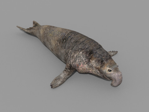 Sea Elephant Seal - 8K 3d animated 3D-Modell