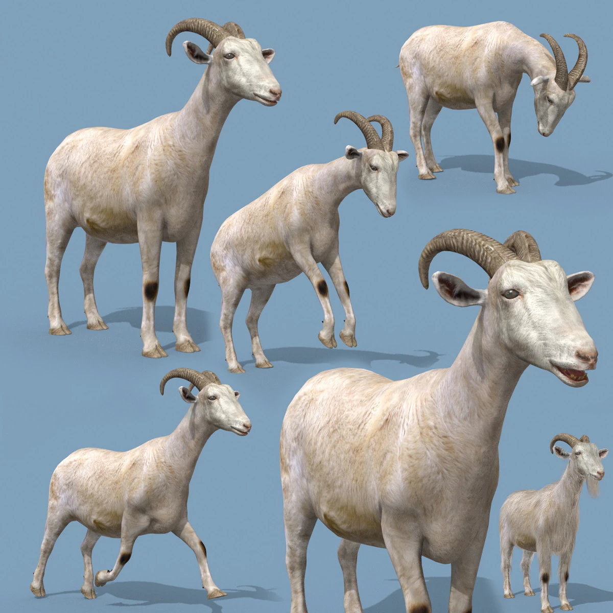Top Goat 8K - 3d animated 3D Model .c4d .max .obj .3ds .fbx .stl .blend