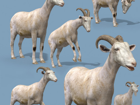 Top Goat 8K - 3d animated Model 3D