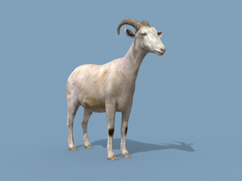 Top Goat 8K - 3d animated Modelo 3D