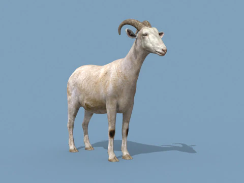 Top Goat 8K - 3d animated 3D Model