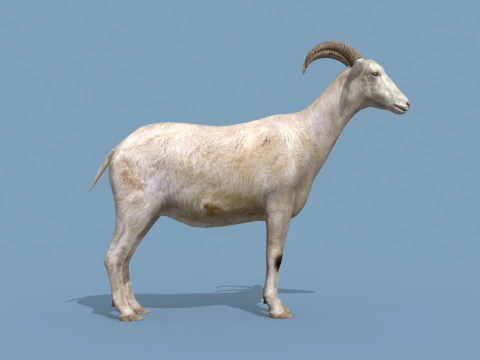 Top Goat 8K - 3d animated 3D Model