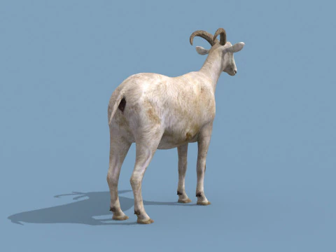 Top Goat 8K - 3d animated 3D Model