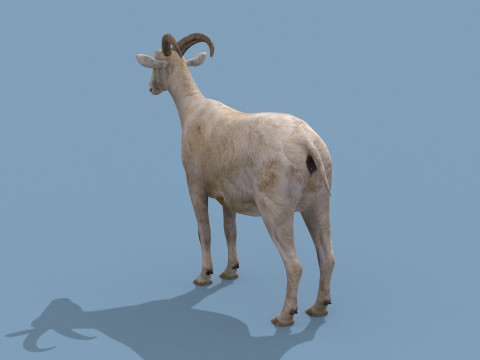 Top Goat 8K - 3d animated Modelo 3D