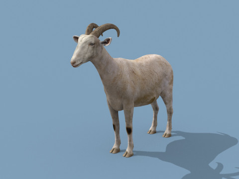 Top Goat 8K - 3d animated Modelo 3D