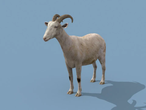 Top Goat 8K - 3d animated 3D Model