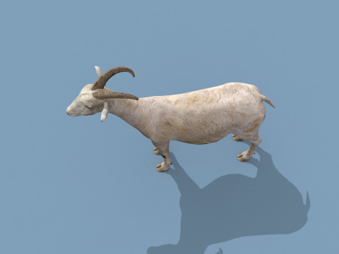 Top Goat 8K - 3d animated Modelo 3D