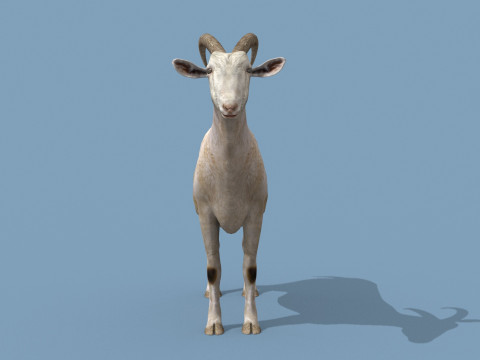 Top Goat 8K - 3d animated Modelo 3D