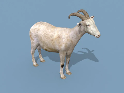 Top Goat 8K - 3d animated 3D Model