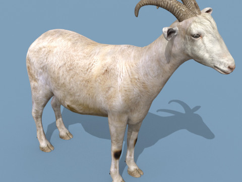 Top Goat 8K - 3d animated Modelo 3D