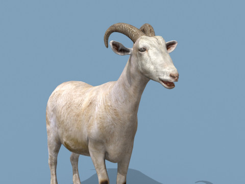 Top Goat 8K - 3d animated Modelo 3D