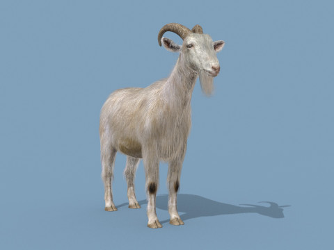 Top Goat 8K - 3d animated Modelo 3D