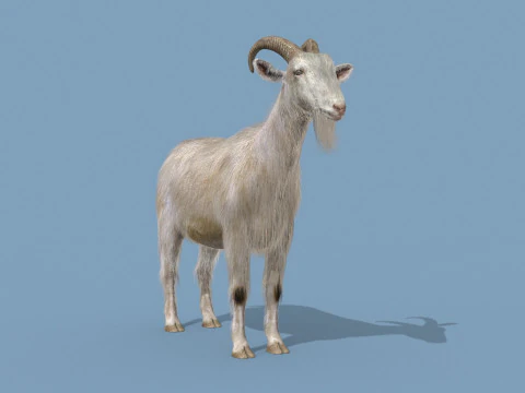 Top Goat 8K - 3d animated 3D Model