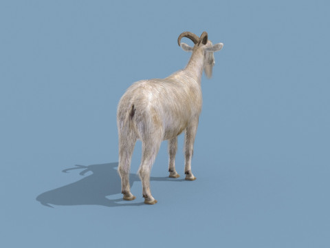 Top Goat 8K - 3d animated Modelo 3D