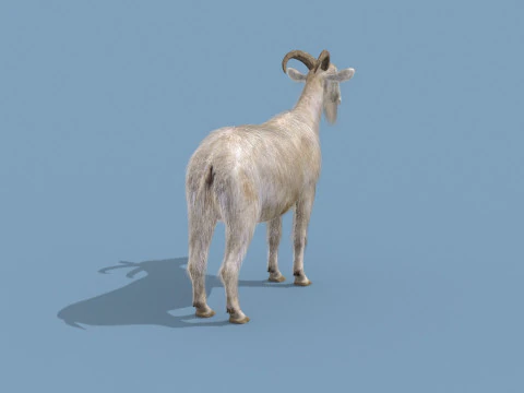 Top Goat 8K - 3d animated 3D Model