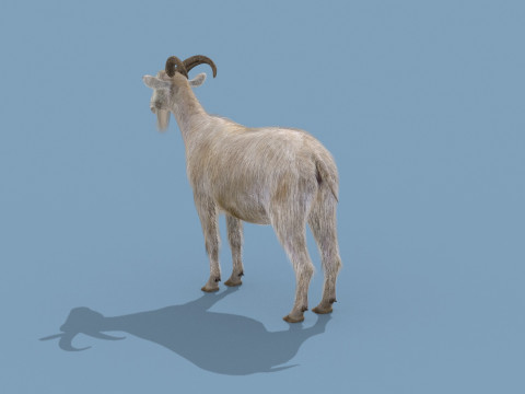 Top Goat 8K - 3d animated Modelo 3D