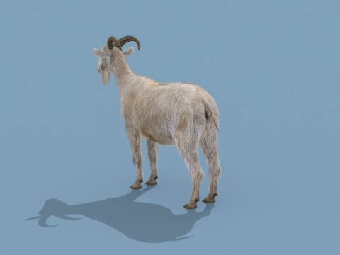 Top Goat 8K - 3d animated 3D Model
