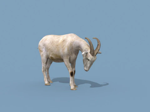 Top Goat 8K - 3d animated 3D Model