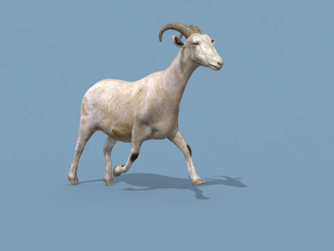 Top Goat 8K - 3d animated 3D Model
