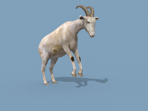 Top Goat 8K - 3d animated Modelo 3D