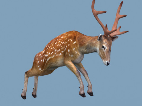 Pro Deer 8K - 3d animated Modelo 3D