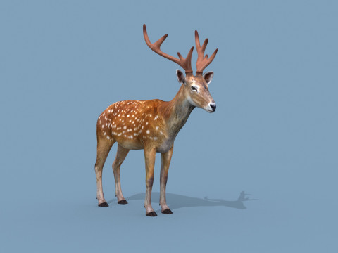 Pro Deer 8K - 3d animated 3D Model