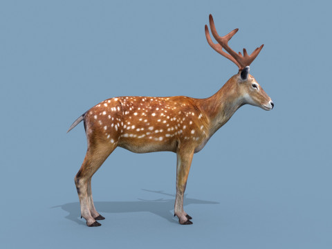 Pro Deer 8K - 3d animated 3D Model