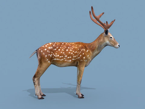 Pro Deer 8K - animado em 3D Modelo 3D