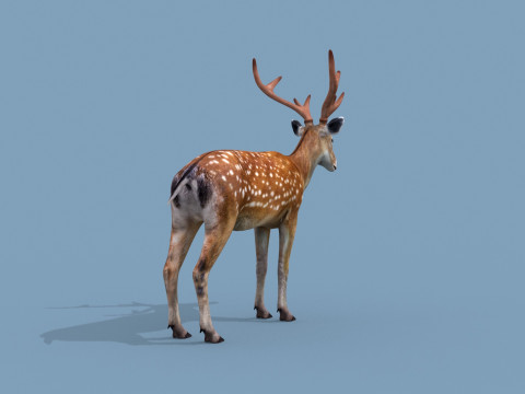 Pro Deer 8K - 3d animated 3D Model
