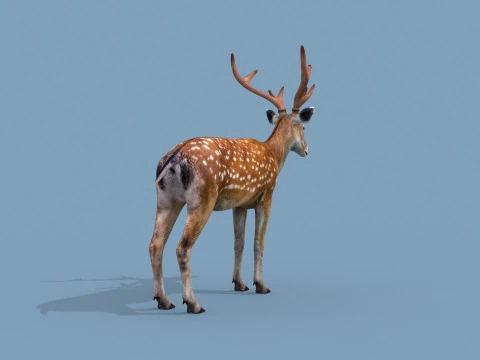 Pro Deer 8K - animado em 3D Modelo 3D