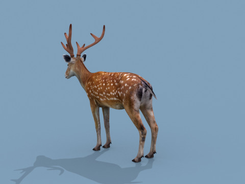 Pro Deer 8K - 3d animated 3D Model
