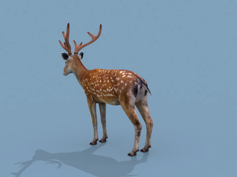 Pro Deer 8K - animado em 3D Modelo 3D