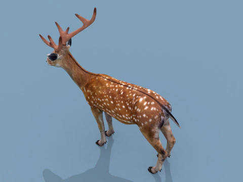 Pro Deer 8K - animado em 3D Modelo 3D
