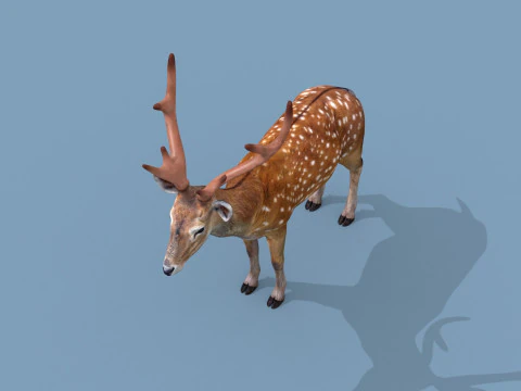 Pro Deer 8K - animado em 3D Modelo 3D