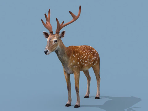 Pro Deer 8K - animado em 3D Modelo 3D