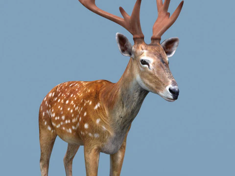 Pro Deer 8K - animado em 3D Modelo 3D