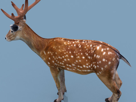 Pro Deer 8K - 3d animated 3D Model