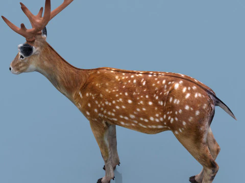 Pro Deer 8K - animado em 3D Modelo 3D
