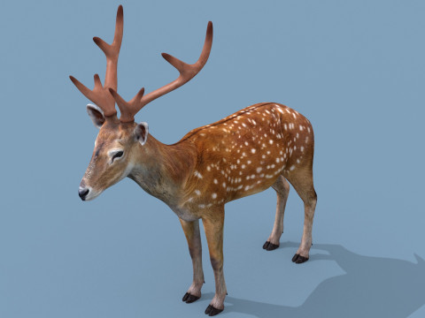 Pro Deer 8K - 3d animated 3D Model
